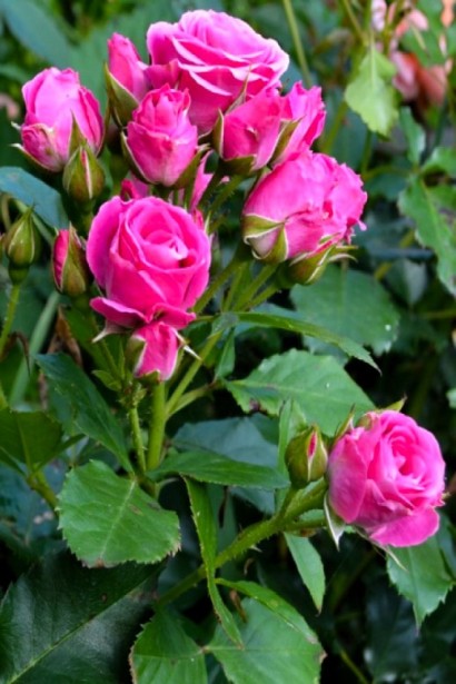 Роза Лавли Лидия – нежный лилово-розовый цвет